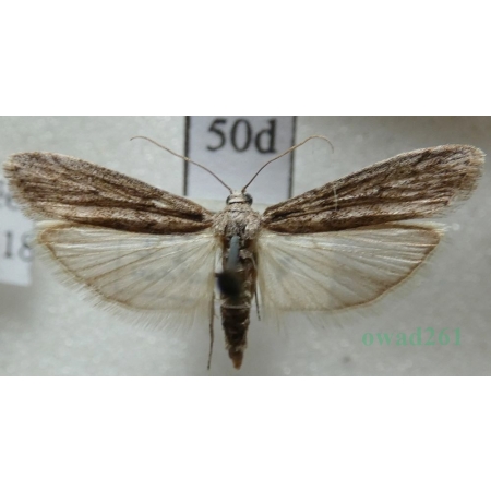 Ephestia kuehniella Zeller, 1879 Mklik mączniak Czech50d